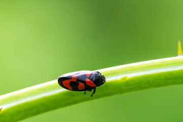 Printemps en Alsace : Cercope rouge sang sur une tige épineuse dans son habitat naturel, CeA, Alsace, Grand Est, France