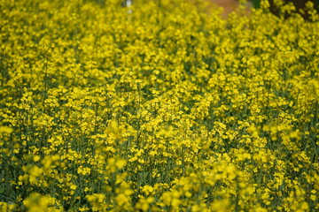 Rape blossoms in full bloom in a field in South Korea