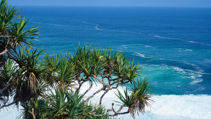 Sea Pandanus tectorius Park plants are fertile and grow along the edge of the sea