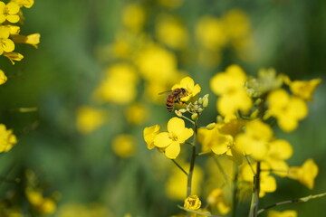 Bee on a rape flower in the garden, closeup of photo