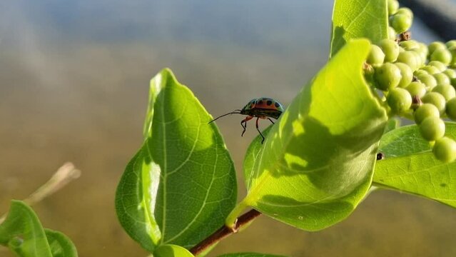 A beetle on a green leaf near the pond is playing with its feet. Scutelleridae