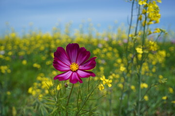 purple Cosmos flowers and rape field in the background