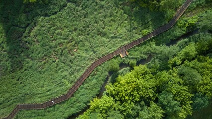 Aerial Top-Down View of Urban Wooden Pathway Amidst Green Grasses and Wetlands: City Ecology in Focus