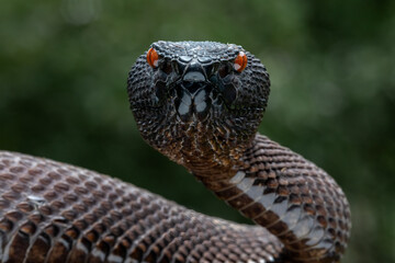 Black Mangrove Pit Viper  (Trimeresurus purpureomaculatus) native to India and Bangladesh.