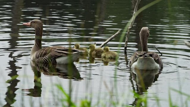 Greylag Goose Family Swimming in Wetland Area of Heidhofsee Lake, Germany