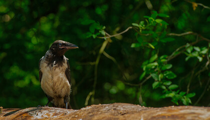portrait of a young raven on a natural background with a texture of feathers for a banner background