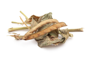 Close-up of Organic Sharpunkha (Tephrosia purpurea) Seeds Pod with leaves. Isolated on a white background.