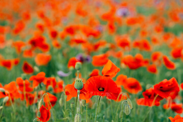 Many red poppies in the field