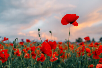 One red poppy flower above the field and other flowers
