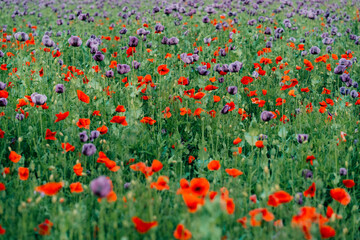Mixing in a field of red and purple poppies
