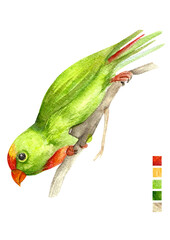 Watercolored Philippine Birds Hanging Parrot Colasisi Looking Down from a branch