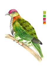 Watercolored Philippine Birds Superb Fruit Dove on a branch