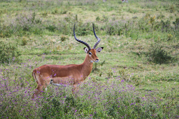 impala antelope in the savannah