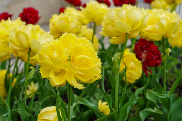 Flowers in a flower bed tulips. Greening the urban environment. Background with selective focus