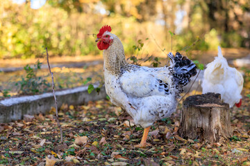A white chicken is standing in a yard with some leaves on the ground