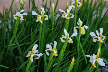 Fototapeta premium A bunch of white and yellow flowers with green stems