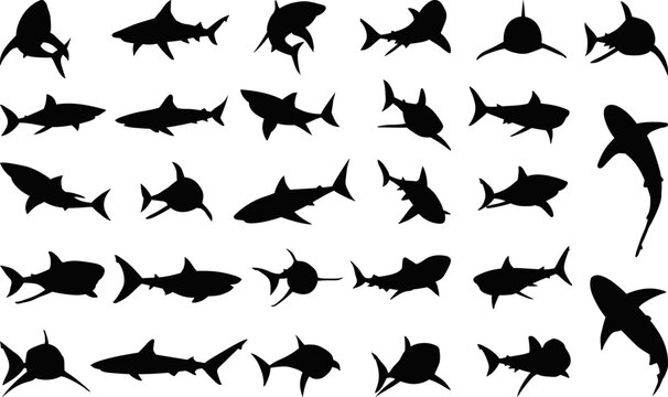 set of sharks in different poses silhouette, vector