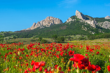 Poppy field