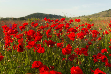 Poppy field