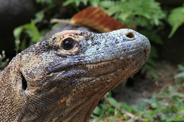 Komodowaran (Komodo-Waran) oder Komododrache (Varanus komodoensis) Sundainseln, Indonesien 