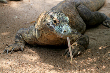 Komodowaran (Komodo-Waran) oder Komododrache (Varanus komodoensis) Sundainseln, Indonesien 