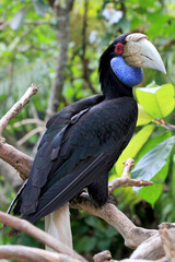Furchenhornvogel oder Jahrvogel (Rhyticeros undulatus) Weibchen, Nashornvogel, Südostasien