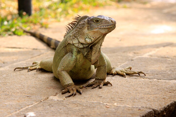 Grüne Leguan (Iguana iguana) Schuppenkriechtier, Mittelamerika und Südamerika