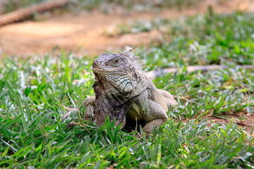 Obraz premium Grüne Leguan (Iguana iguana) Schuppenkriechtier, Mittelamerika und Südamerika