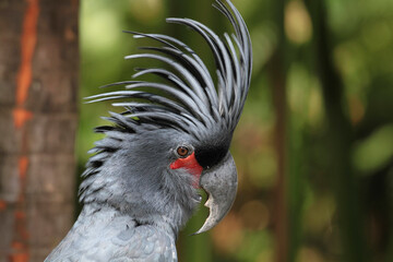 Palmkakadu oder Arakakadu (Probosciger aterrimus)  © Aggi Schmid