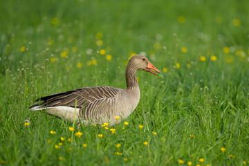A Greylag Goose walking in a meadow