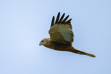 A Western Marsh Harrier flying on a sunny day