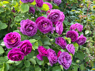Purple pink roses floribunda bush
