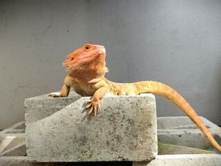 An Orange Bearded Dragon Pet is Basking and Enjoying Sun Light on a Concrete Stone.