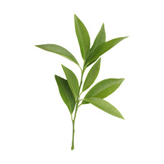 Fototapeta premium Fresh green leaves branch isolated on transparent background 