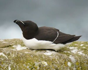 Razorbill sitting on a rock