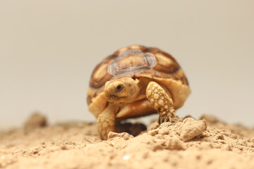African Sulcata Tortoise Natural Habitat,Close up African spurred tortoise resting in the garden, Slow life ,Africa spurred tortoise sunbathe on ground with his protective shell ,Beautiful Tortoise