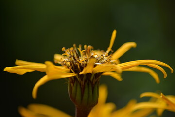 Gelbe Blüte
