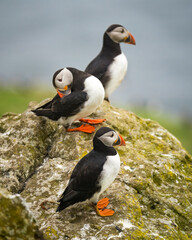 Three Atlantic Puffins on a rock