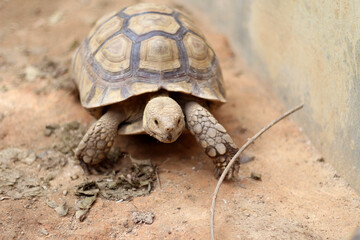 African Sulcata Tortoise Natural Habitat,Close up African spurred tortoise resting in the garden, Slow life ,Africa spurred tortoise sunbathe on ground with his protective shell ,Beautiful Tortoise