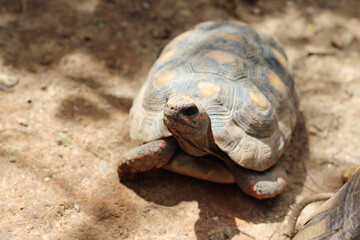 Cute small baby Red-foot Tortoise in the nature,The red-footed tortoise (Chelonoidis carbonarius) is a species of tortoise from northern South America