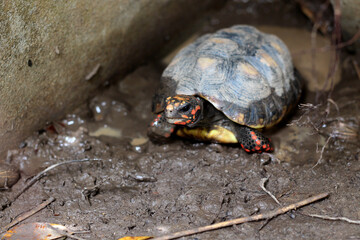 Cute small baby Red-foot Tortoise in the nature,The red-footed tortoise (Chelonoidis carbonarius) is a species of tortoise from northern South America