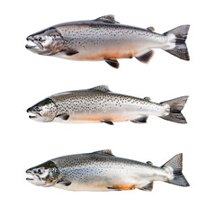 Three isolated images of Salmon fish with transparent background.