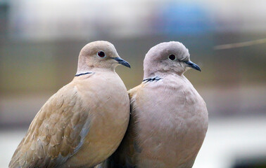 A pair of pigeons sitting on a railing, on a cloudy rainy day.