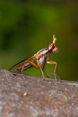 Limnia unguicornis or snail killing fly resting on a branch, macro
