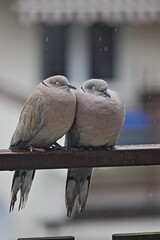 Pigeon