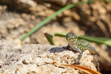 Sicilian wall lizard or Podarcis waglerianus on rocky terrain