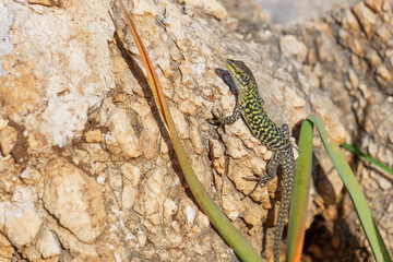 Sicilian wall lizard or Podarcis waglerianus on rocky terrain