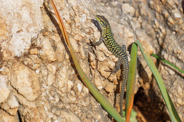Sicilian wall lizard or Podarcis waglerianus on rocky terrain