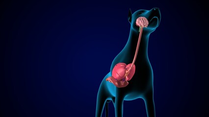 dog digestive system anatomy. 3d illustration