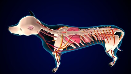 dog digestive system anatomy. 3d illustration